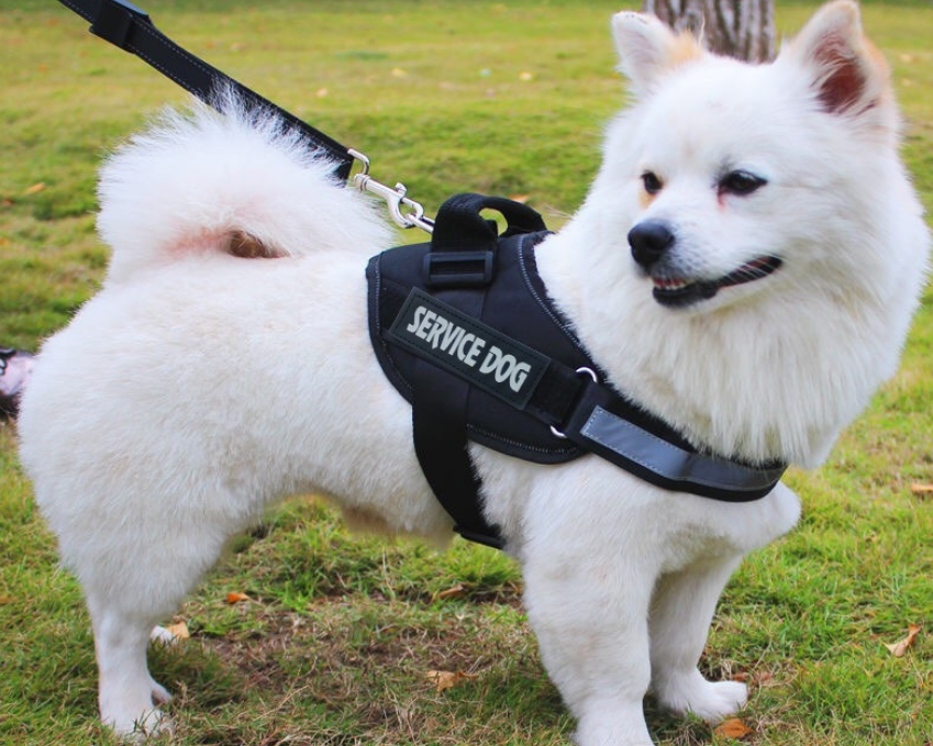SERVICE DOG Chest and Back Pet Leash - Ideal for Large Breeds like Golden Retrievers and K9s