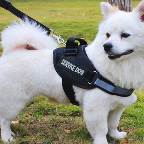 SERVICE DOG Chest and Back Pet Leash - Ideal for Large Breeds like Golden Retrievers and K9s