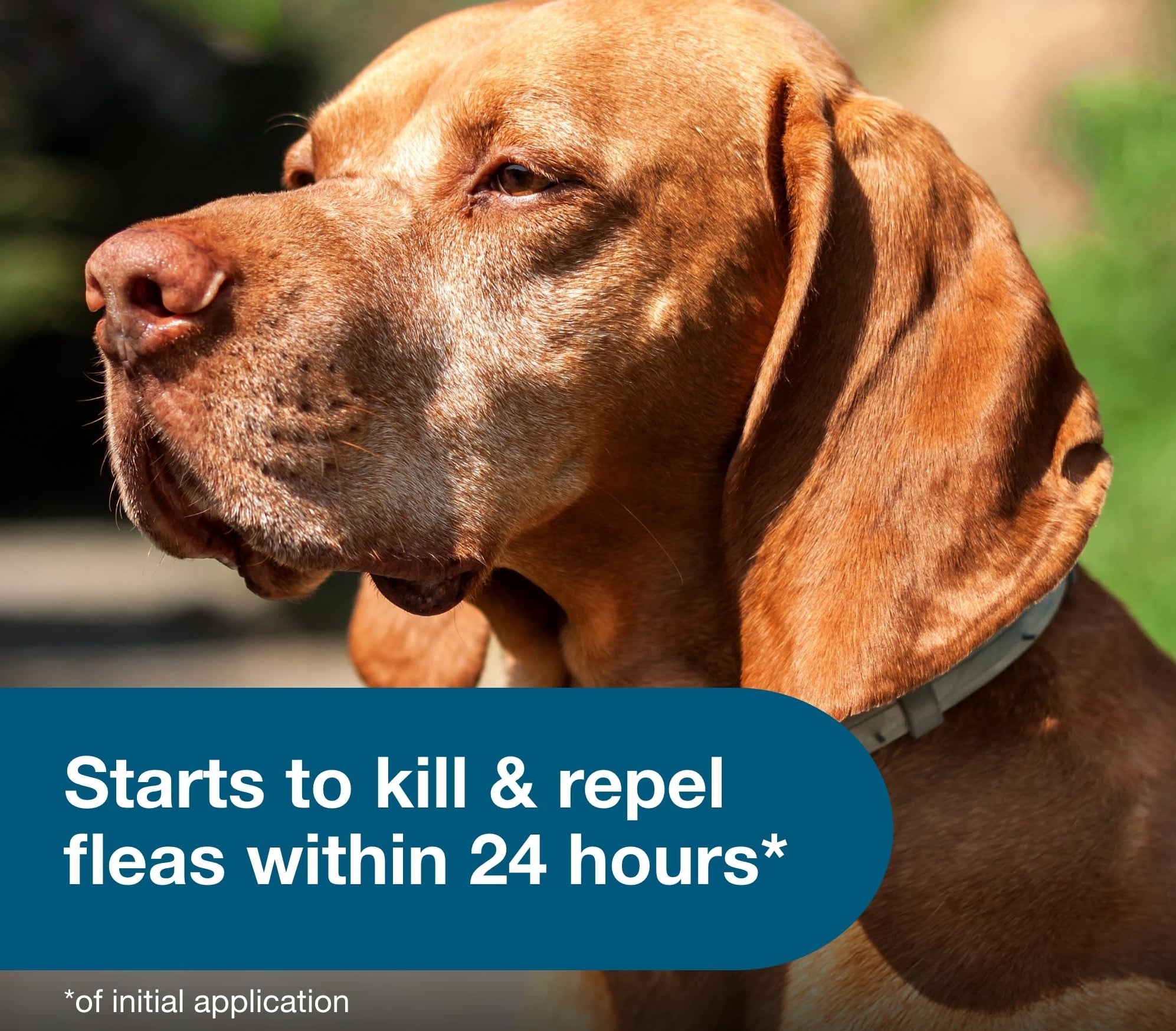 8 Months Protection: Collar Antiparasitic for Small Dogs